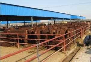 湖南现代化肉牛养殖场供应湖南现代化肉牛养殖场黄牛犊养殖小牛犊价格