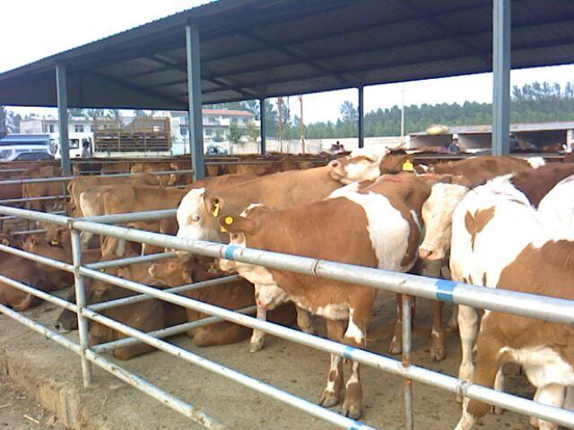 西门塔尔小牛犊价格百泰肉牛养殖场