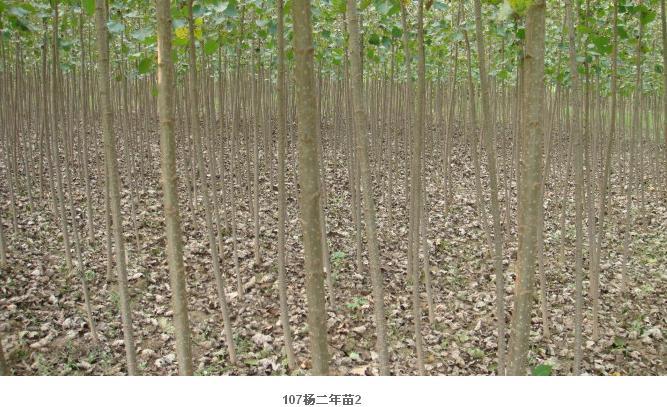 供应速生杨丰产林主要抚育技术