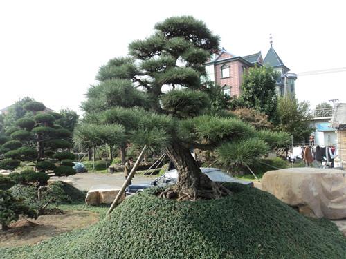 供应湖南自己造型大树罗汉松