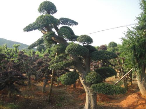 供应平价湖南精品造型榆树