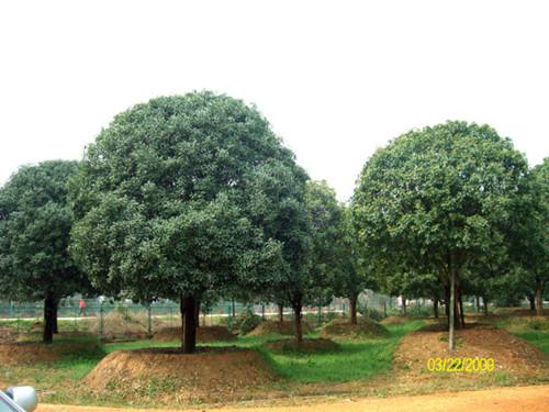 长沙市造型桂花苗浏阳苗木基地厂家供应造型桂花苗浏阳苗木基地湖南罗汉松树