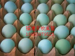 供应绿壳鸡蛋
