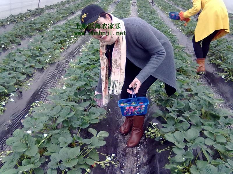 上海市冬季草莓采摘推荐上海滨海农家乐厂家供应冬季草莓采摘推荐上海滨海农家乐