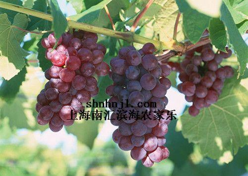 端午节上海郊区农家乐采摘葡萄西瓜批发
