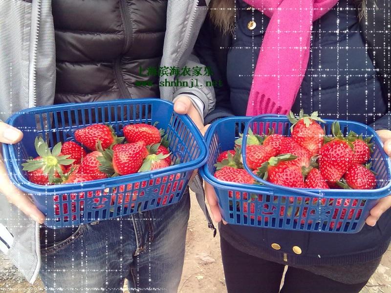 供应上海有哪些农家乐推荐 南汇滨海农家乐采草莓