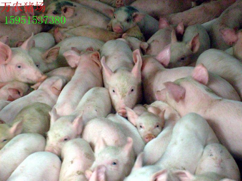 供应浏阳太湖母猪大型养殖场图片