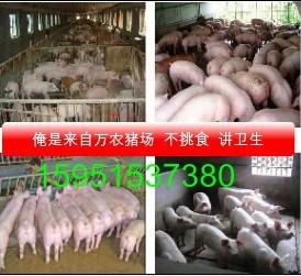 潍坊市最新猪崽价格小猪行情批发