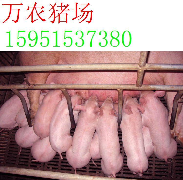 供应太原市仔猪价格猪崽价格种猪行情图片