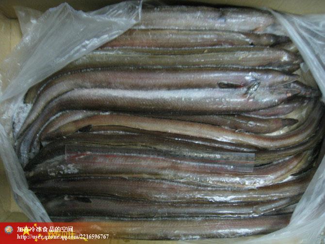 供应北部湾海域产海鳗