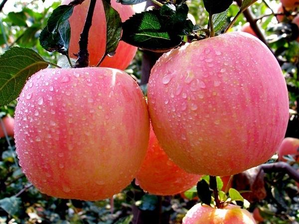 供应苹果苗的繁育技术