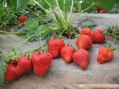 供应四季草莓苗新品种图片