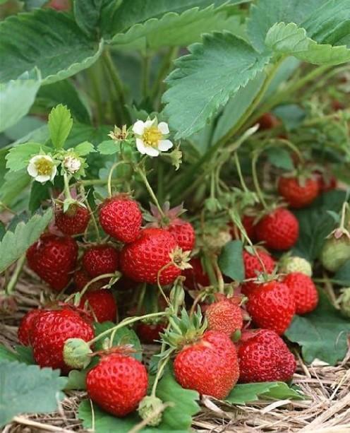 供应草莓苗、山东草莓苗、草莓苗品种、草莓苗价格