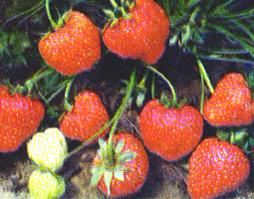 泰安市四季草莓苗新品种厂家
