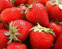 泰安市山东草莓苗品种厂家