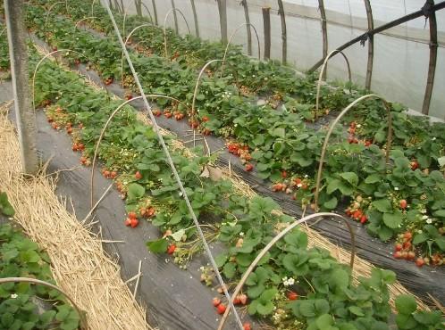 泰安市山东草莓苗品种厂家供应山东草莓苗、草莓苗新品种、草莓苗