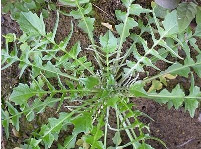 临汾纯野生菜荠菜种子