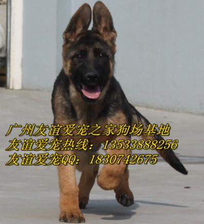 广州哪里有卖德牧犬纯种德牧犬价格繁殖哪里有卖纯种德国牧羊犬