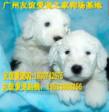 广州哪里有卖古牧犬纯种古牧犬价格供应广州哪里有卖古牧犬纯种古牧犬价格广州哪里有卖纯种古代牧羊犬