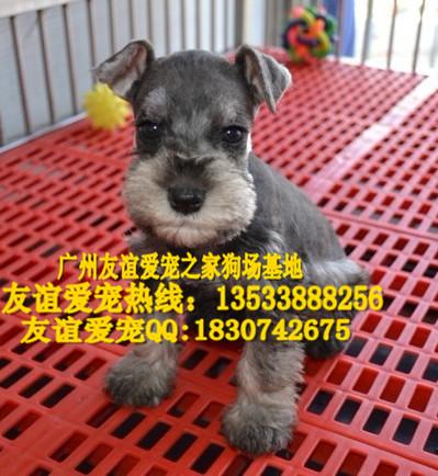 广州市广州哪里有卖雪纳瑞纯种雪纳瑞价格厂家供应广州哪里有卖雪纳瑞纯种雪纳瑞价格广州哪里有卖纯种雪纳瑞犬幼犬