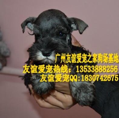 广州哪里有卖雪纳瑞纯种雪纳瑞价格供应广州哪里有卖雪纳瑞纯种雪纳瑞价格广州哪里有卖纯种雪纳瑞犬幼犬