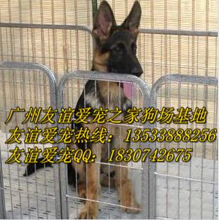 广州哪里有卖德牧犬纯种德牧犬价格繁殖哪里有卖纯种德国牧羊犬