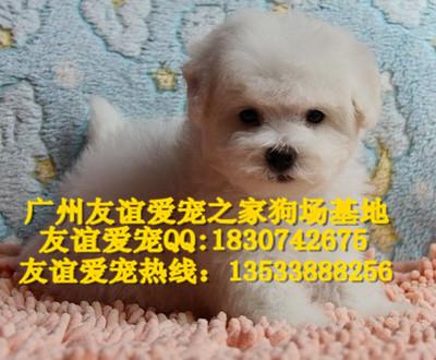 广州哪里有卖比熊犬纯种比熊犬价格批发
