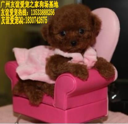供应广州哪里有卖泰迪熊纯种泰迪熊小狗广州哪里有卖泰迪熊狗泰迪熊犬