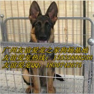 广州哪里有卖德牧犬纯种德牧犬价格批发
