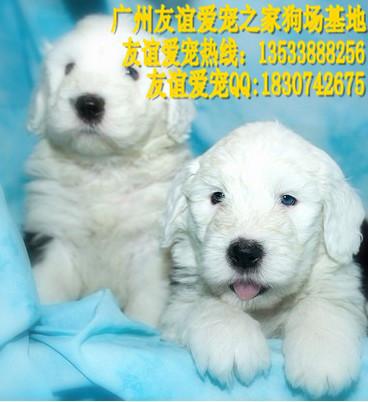 供应广州哪里有卖古牧犬纯种古牧犬价格广州哪里有卖纯种古代牧羊犬