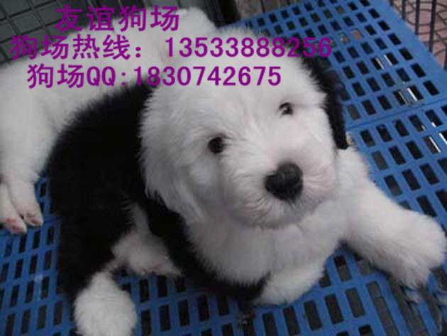 广州市广州哪里有卖古牧犬纯种古牧犬价格厂家