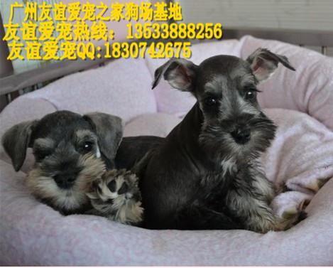 供应广州哪里有卖雪纳瑞纯种雪纳瑞价格广州哪里有卖纯种雪纳瑞犬幼犬图片