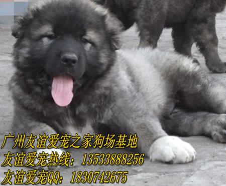 供应广州哪里有卖高加索纯种高加索价格广州哪里有卖纯种高加索犬