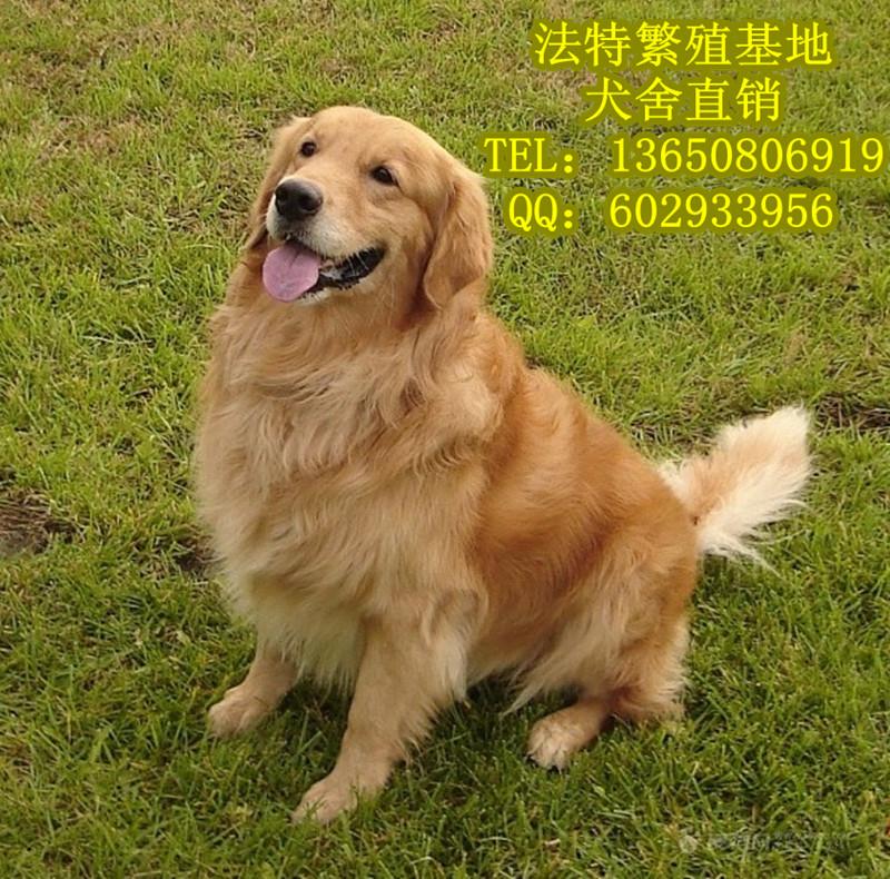 供应广州法特犬业出售金毛巡回猎犬 高智商大骨架金毛猎犬