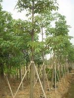 供应优质绿化苗木美人树美丽异木棉