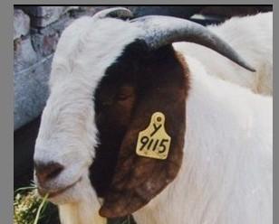 羊带字耳号牌、牛耳号标、猪耳朵标记牌、动物塑料识别牌、耳牌耳标钳