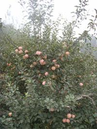 泰安苹果苗基地 安泰苹果树苗 成活率高的苹果苗 安泰新品种苹果苗 安泰苹果苗图片