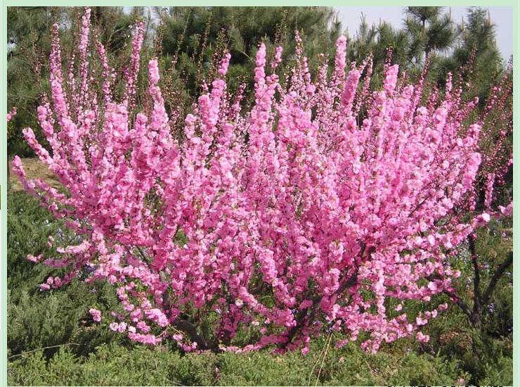 樱花绿恒园林量供应优质榆叶梅,尺寸齐全,花灌木种类繁多,