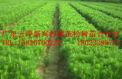 供应广东云浮湿地松苗生产供应商 湿地松联系方式