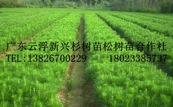 供应价格最优惠的湿地松-松苗厂家 13826700229黄伟强图片