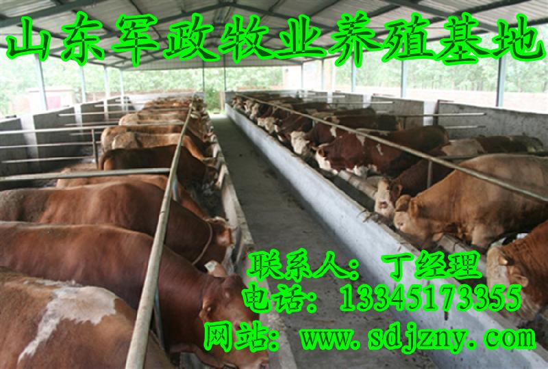 肥育期肉牛的管理与饲养技术批发