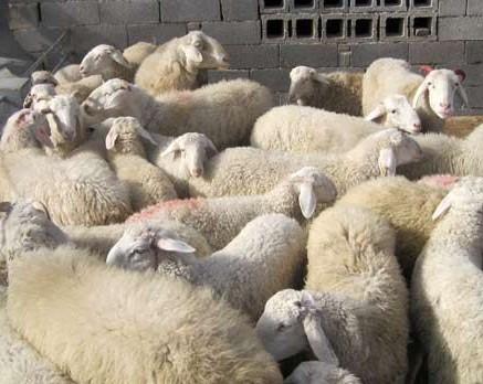 济宁市波尔山羊品种好不好怎么样厂家