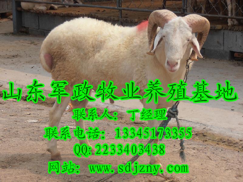 济宁市鲁西黄牛的常见疾病厂家供应鲁西黄牛的常见疾病