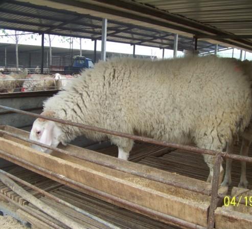 供应波尔山羊肉羊养殖