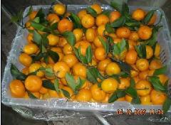 柑橘类水果销售