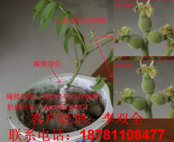 供应贵州核桃树苗，贵州核桃树苗病虫害防治，