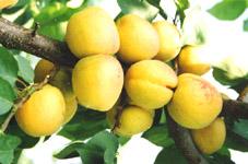 供应杏树苗杏树苗价格杏树苗品种