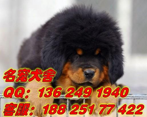 供应 广州哪里有纯种藏獒买广州要买纯种藏獒到哪里买好名宠狗场