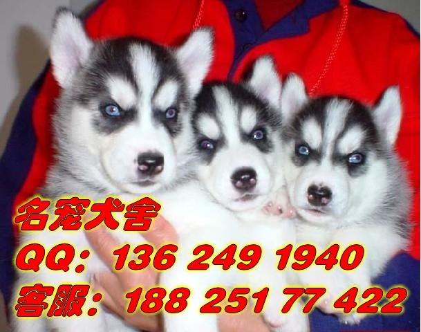 供应广州哪里有卖雪橇犬幼犬  广州什么地方有卖哈士奇雪橇犬 广州宠物