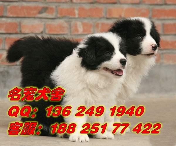 供应广州哪里有卖边境牧羊犬广州买纯种宠物狗首先信誉好的名宠狗场图片